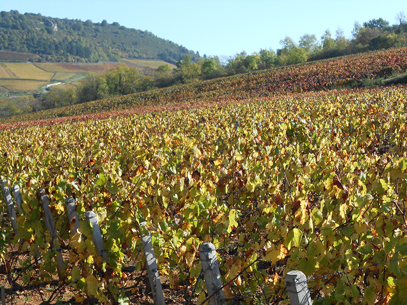 Santenay vineyards